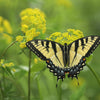 150 GOLDEN ALEXANDER (Golden Zizia / Meadow Zizia) Zizia Aurea Flower Seeds