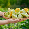 20 Green Tint BUSH SCALLOP SQUASH (Patty Pan / Paty Pan / Squanter Squash) Summer Cucurbita Pepo Vegetable Seeds
