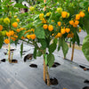 10 Yellow CAROLINA REAPER PEPPER World's Hottest Capsicum Chinense Hot Chili Vegetable Seeds