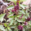 250 SIAM QUEEN Thai BASIL Ocimum Thyrsiflora Herb Flower Seeds