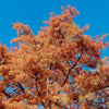 20 DAWN REDWOOD Tree Metasequoia Glyptostroboides Conifer Seeds