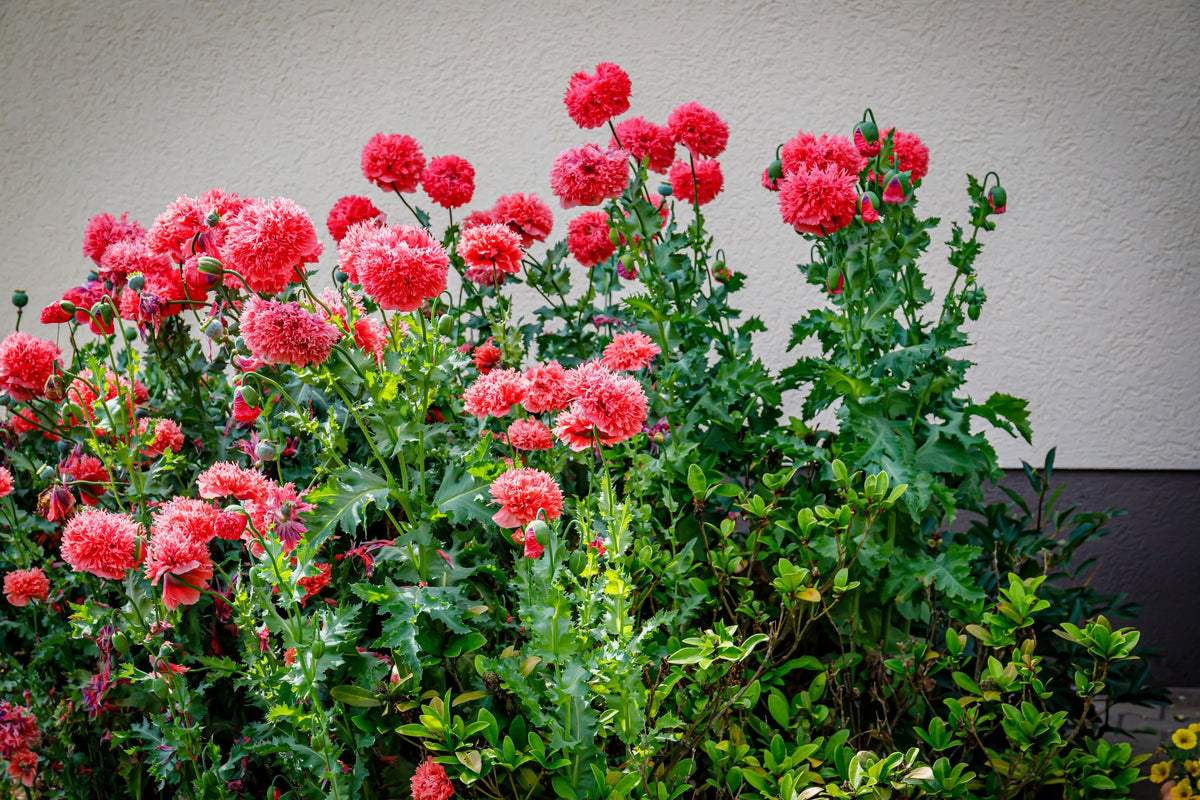 Giant Double Red Peony Poppy Seeds – Papaver Peoniflorum Flower – photo 11