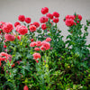 Organic Peony Poppy Mix Seeds – Papaver Paeoniflorum Mixed Colors Red, White, Pink, Black, Purple, Salmon – photo 10