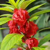 100 Mixed Colors DOUBLE CAMELLIA IMPATIENS (Balsam / Lady Slipper / Touch Me Not) Impatiens Balsamina Flower Seeds