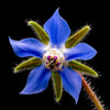 100 Blue Star BORAGE HERB Borago Officinalis Flower Seeds