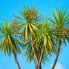 50 CABBAGE PALM / GIANT DRACAENA Australis Cordyline Tree Houseplant Seeds
