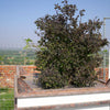 200 Purple Krishna Tulsi HOLY BASIL Ocimum Sanctum Tenuiflorum Herb Flower Seeds