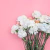 50 WHITE CARNATION Dianthus Caryophyllus Grenadin Flower Seeds