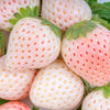 100 WHITE SOUL STRAWBERRY Fragaria Vesca Fruit Flower Berry Seeds