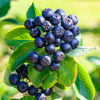 30 PURPLE CHOKEBERRY Aronia Prunifolia White Flower Fruit Shrub Seeds