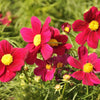300 RED COSMOS DAZZLER Cosmos Bipinnatus Flower Seeds