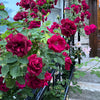 5 BURGUNDY CLIMBING ROSE Red Rosa Bush Vine Climber Fragrant Flower Seeds