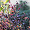 200 Purple Krishna Tulsi HOLY BASIL Ocimum Sanctum Tenuiflorum Herb Flower Seeds
