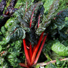 300 RHUBARB RED SWISS CHARD Perpetual Spinach Beta Vulgaris Vegetable Seeds