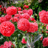 Giant Double Red Peony Poppy Seeds – Papaver Peoniflorum Flower