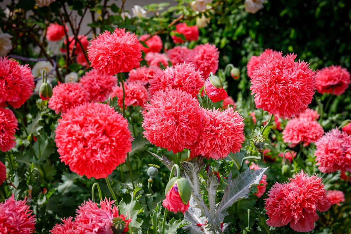 Giant Double Red Peony Poppy Seeds – Papaver Peoniflorum Flower
