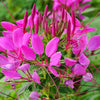200 MAUVE QUEEN CLEOME Spinosa Hassleriana Purple Pink Spider Flower Seeds