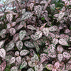 10 Dwarf PINK POLKA DOT PLANT Splash Select Hypoestes Phyllostachya Flower Houseplant Seeds