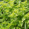 1000 COMMON MUGWORT Artemisia Vulgaris Wild Wormwood Herb Yellow Red Flower Seeds