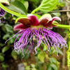 5 GIANT GRANADILLA Red Passion Flower Passiflora Quadrangularis Yellow Fruit Vine Seeds
