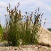 1000 SOFT RUSH (Common Rush) Juncus Effusus Ornamental Grass Seeds
