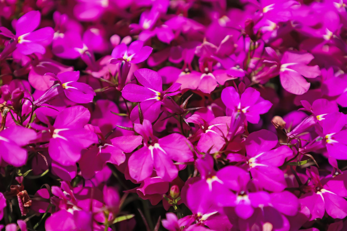 Magenta Pink Lobelia Seeds – Regatta Lobelia Erinus Flower – photo 6