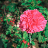 50 PINK ROSE CARNATION Dianthus Caryophyllus Grenadin Double Flower Seeds