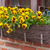 50 YELLOW & BROWN PANSY Swiss Giant Violet Viola Wittrockiana Flower Seeds