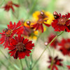 50 MAHOGANY MIDGET COREOPSIS Tinctoria Red Dwarf Flower Seeds