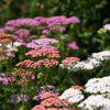 500 MIXED SUMMER YARROW Achillea Millefolium Red Pink White Gold Peach Herb Flower Seeds