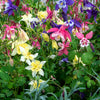 Dwarf Columbine Mix Seeds – Aquilegia Vulgaris Mixed Colors Flower – photo 7