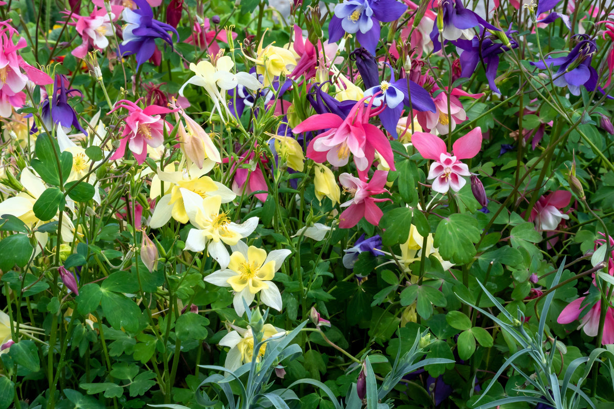 Dwarf Columbine Mix Seeds – Aquilegia Vulgaris Mixed Colors Flower – photo 7