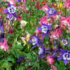 Dwarf Columbine Mix Seeds – Aquilegia Vulgaris Mixed Colors Flower – photo 8