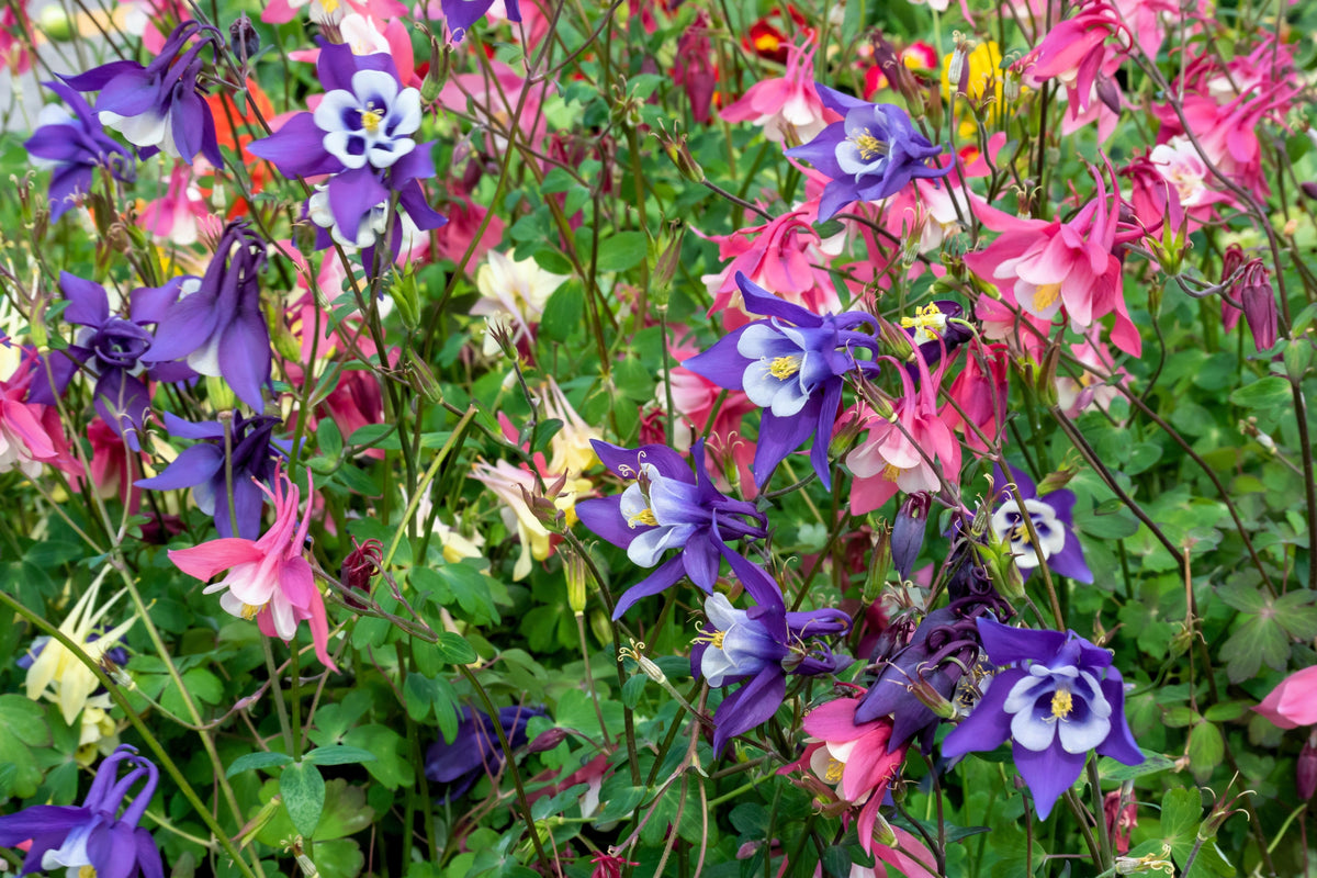 Dwarf Columbine Mix Seeds – Aquilegia Vulgaris Mixed Colors Flower – photo 8