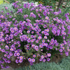 100 Purple NEW ENGLAND ASTER (Michaelmas Daisy) Aster Novae var Angliae Flower Seeds