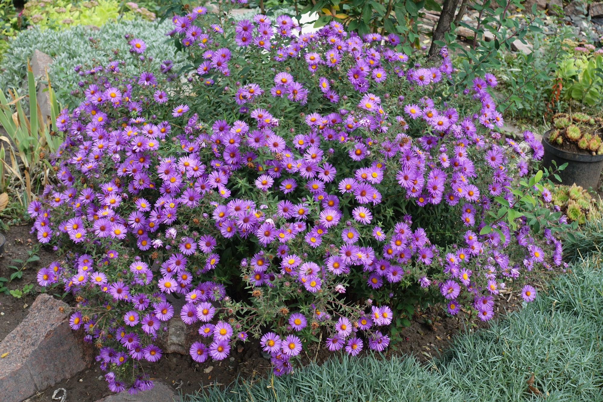 100 Purple NEW ENGLAND ASTER (Michaelmas Daisy) Aster Novae var Angliae Flower Seeds