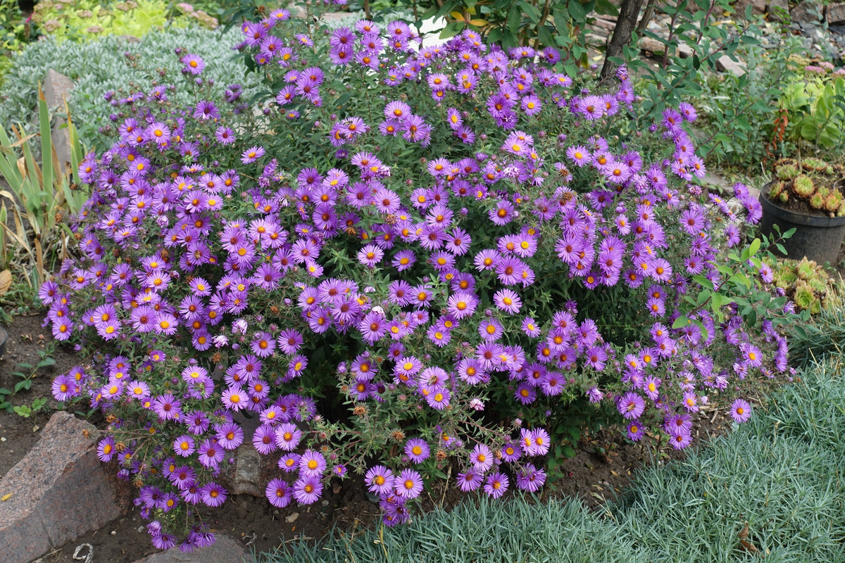 Purple New England Aster Seeds – (Michaelmas Daisy) Aster Novae var Angliae Flower