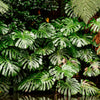 5 Organic SPLIT LEAF PHILODENDRON Monstera Deliciosa Swiss Cheese Plant Vine Seeds
