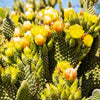 Yellow Prickly Pear Cactus Seeds – Nopal Opuntia Ficus-Indica Flower – photo 10