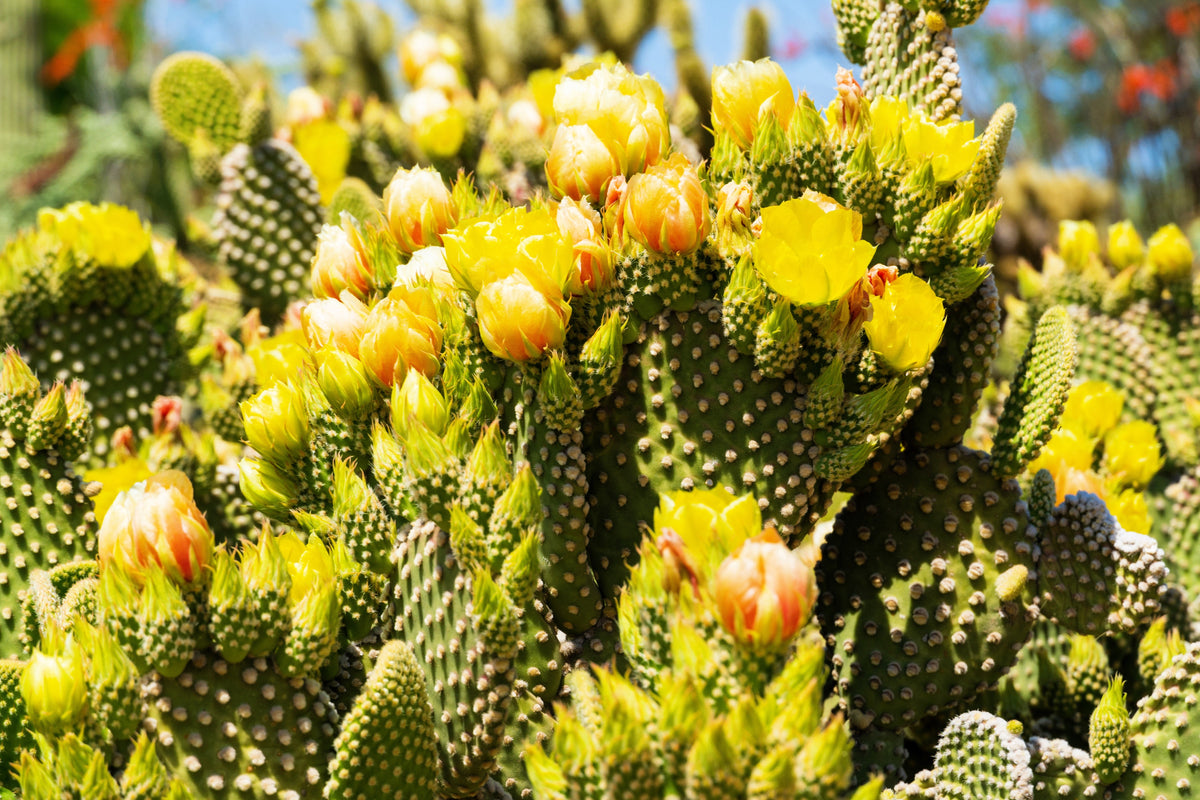 Yellow Prickly Pear Cactus Seeds – Nopal Opuntia Ficus-Indica Flower – photo 10