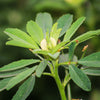 300 FENUGREEK Trigonella Foenum Graecum Herb Flower Seeds