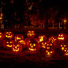 Jack O Lantern Pumpkin Cucurbita Maxima Vegetable Seeds – photo 2