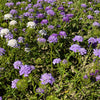 2000 TALL MIX CANDYTUFT Iberis Umbellata Mixed Colors Ground Cover Flower Seeds