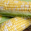 60 BICOLOR CORN DELECTABLE Yellow & White Zea Mays Vegetable Seeds