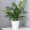 15 PARLOR PALM Neanthe Bella Palm Chamaedorea Elegans Tree Houseplant Seeds