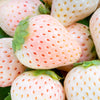 100 WHITE SOUL STRAWBERRY Fragaria Vesca Fruit Flower Berry Seeds