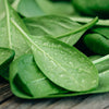 400 Monstrueux De VIROFLAY SPINACH French Spinacia Oleracea Vegetable Seeds