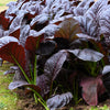 1500 RED GIANT MUSTARD Ornamental Japanese Greens Herb Vegetable Brassica Seeds
