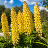 50 GOLDEN LUPINE Lupinus Densiflorus Yellow Hummingbird Flower Seeds