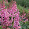 100 PINK MIX ASTILBE (False Spirea / False Goats Beard) Astilbe Chinensis Flower Seeds